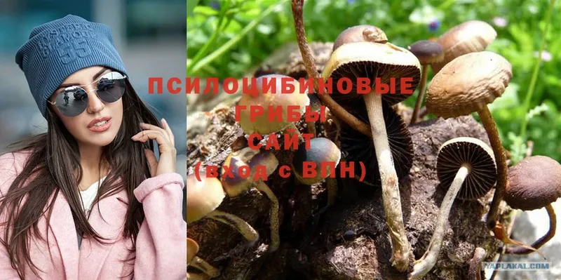 закладки  Беломорск  Галлюциногенные грибы Psilocybe 